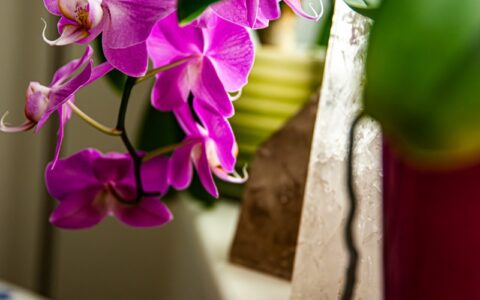 Orchidee in pink im Fensterbrett.