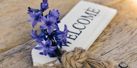 hyacinth-773379_1920